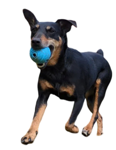 Foto eines Hundes mit Ball im Maul