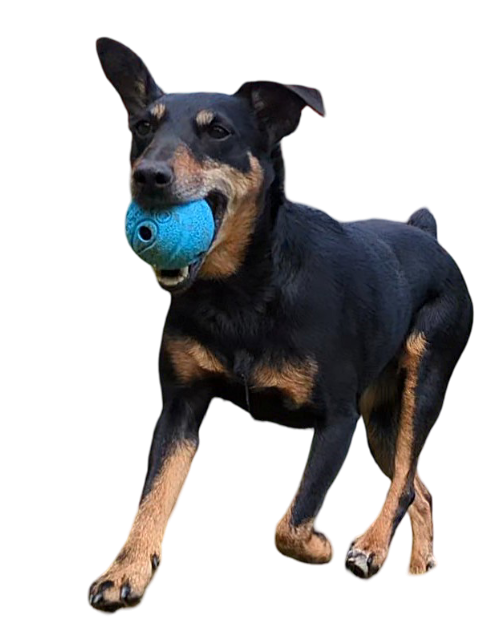 Foto eines Hundes mit Ball im Maul