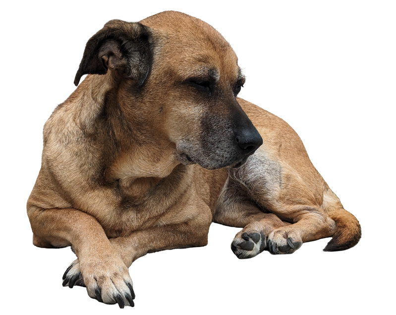 Foto eines dösenden Hundes