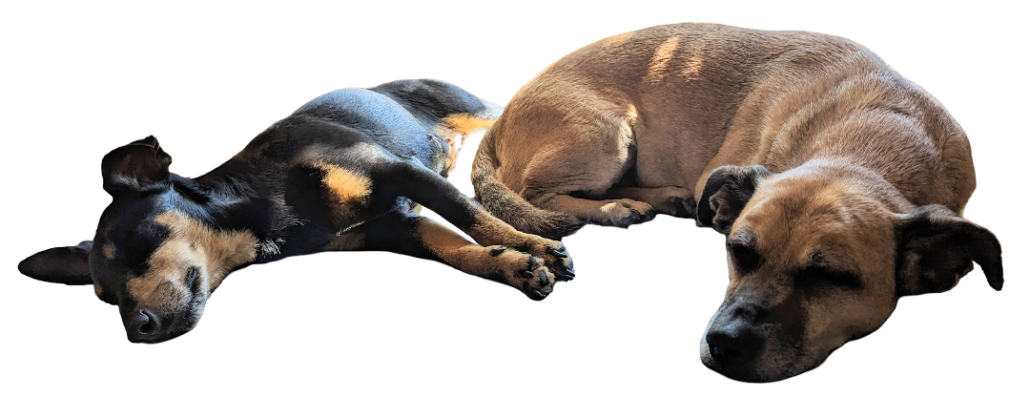 Foto von zwei schlafenden Hunden